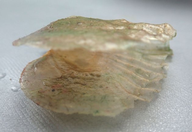 14cm SL 前後になる。貝殻が薄い。不定形で色も黄色、透明、黒と様々。真珠層は小さい。