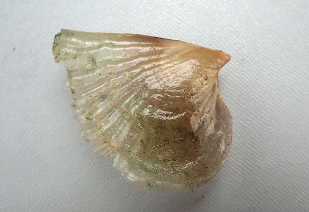 14cm SL 前後になる。貝殻が薄い。不定形で色も黄色、透明、黒と様々。真珠層は小さい。