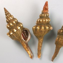 夜泣き貝 | 市場魚貝類図鑑