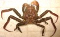 キメンガニのサムネイル写真