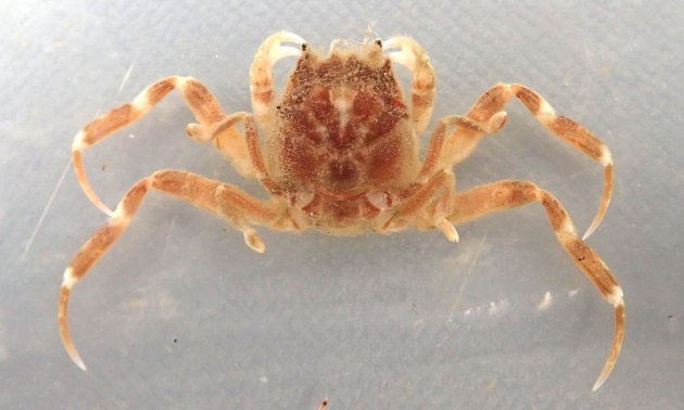 甲長24mm前後になる。甲は人面をしている。甲背には下流が密集し、鮫肌を呈している。後方２対の脚の先はペンチのようになっていて貝殻や落ち葉、マメ科の植物の種などを挟んで背負う。