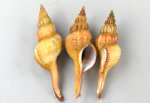 コナガニシのサムネイル写真