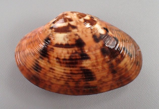 SL 80mm（殻長）前後になる。スダレガイ属の中では殻高がある方だ。貝殻の模様は多様で、ふくらみがやや強い。不規則で低い同心円肋で被われる。殻頂附近では平滑。