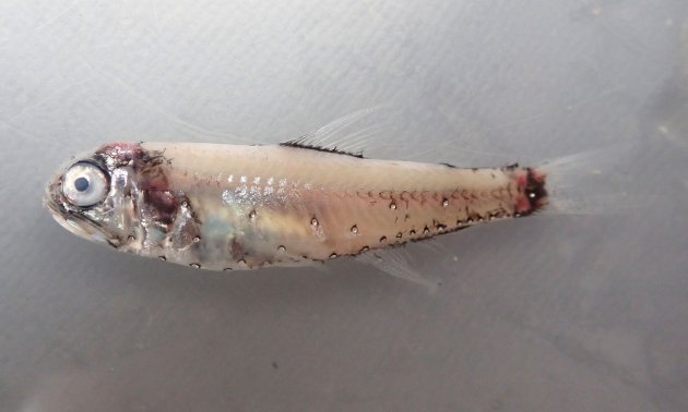 5.5cm SL 前後になる。サガミハダカなどと比べると体高があり、頭部が大きい。口が大きく、尻鰭が長い。［神奈川県小田原産］