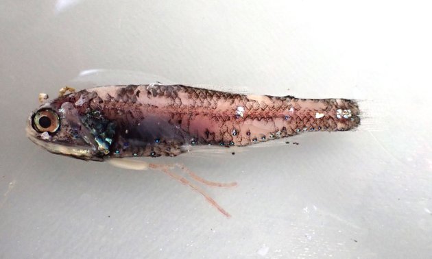 6cm SL 前後になる。眼の直下に１つ丸く小さな発光器がある。測線上にほぼ水平に並ぶ小さな発光器が3つ並ぶ。
