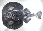 ゴマフシビレエイのサムネイル写真