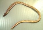 ボウウミヘビのサムネイル写真