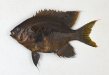 ヒレナガスズメダイのサムネイル写真
