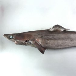 タロウザメ | 魚類 | 市場魚貝類図鑑