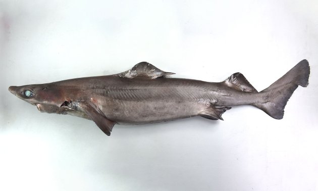 タロウザメ | 魚類 | 市場魚貝類図鑑