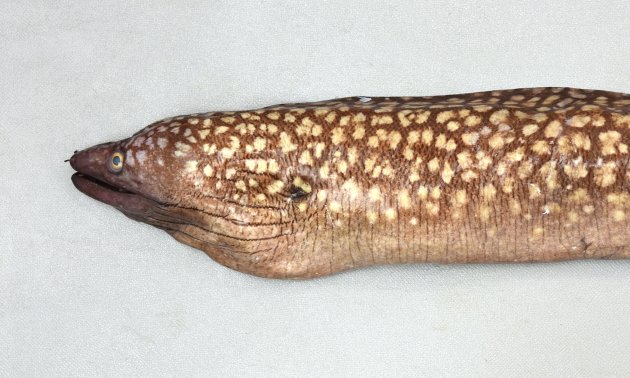 80cm TL 前後になる。全身が薄い褐色をしており体色よりも遙かに薄い褐色（浮き上がった様は白く感じる）の斑紋が全体に散らばる。胸鰭、腹鰭がない。歯の切縁に鋸歯がない［80cm TL・842g］