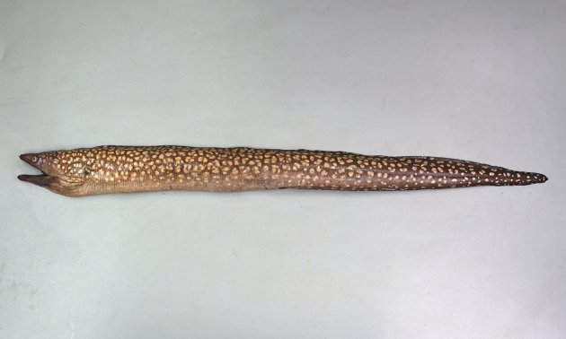 80cm TL 前後になる。全身が薄い褐色をしており体色よりも遙かに薄い褐色（浮き上がった様は白く感じる）の斑紋が全体に散らばる。胸鰭、腹鰭がない。歯の切縁に鋸歯がない［80cm TL・842g］