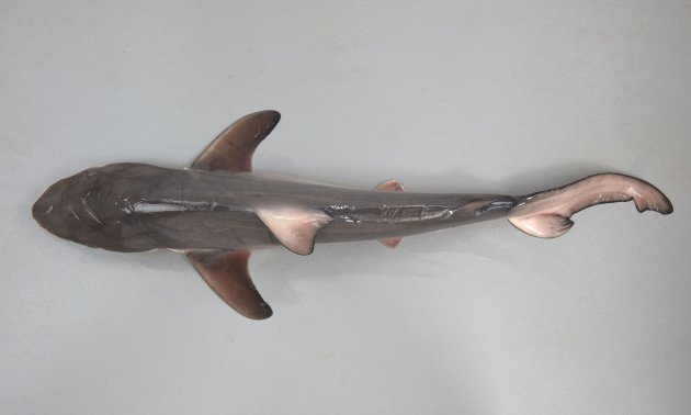 クロヘリメジロザメ | 魚類 | 市場魚貝類図鑑