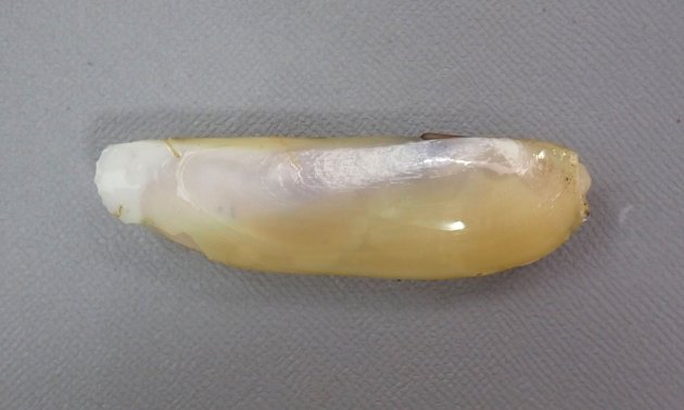 10cm SL 前後になる。貝殻は薄く硬い。前後箸は丸い。膨らみは弱く前後に少し開く。殻頂は低く前方に寄る。