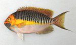 トサヤッコのサムネイル写真