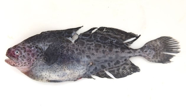 2m SL 前後になる。成魚と若い個体は非常に形態を異にしている。側線には小棘がある。若い個体の体には薄い墨色の体に濃い墨色の斑紋がある。頭部は小さく断面は円筒形で体幹部分は側へんする。若い個体には腹鰭がある。［宮城県気仙沼市唐桑町定置網　若魚21cm SL・94g］