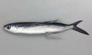 ウチダトビウオのサムネイル写真