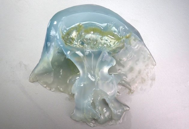 傘の直径15cm 前後だが、意外に大きく感じる。傘の縁に８個の感覚器と64葉前後の縁弁より尖る。