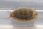 リュウキュウダカラのサムネイル写真