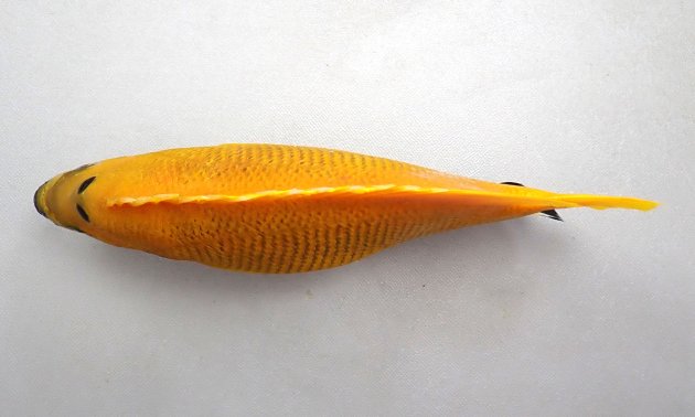 26cm SL 前後になる。体は一様に黄色く、知りびれだけが黒い。前鰓蓋骨の隅角部に鋭くて大きい棘ばある。背鰭の前方に１個、もしくは１対（２個）の丸い黒斑、鰓蓋骨後方に薄い斑紋がある。［写真は大型なので背鰭前方の斑紋は２個。20.5cm SL・399g］
