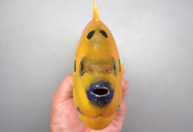 26cm SL 前後になる。体は一様に黄色く、知りびれだけが黒い。前鰓蓋骨の隅角部に鋭くて大きい棘ばある。背鰭の前方に１個、もしくは１対（２個）の丸い黒斑、鰓蓋骨後方に薄い斑紋がある。［写真は大型なので背鰭前方の斑紋は２個。20.5cm SL・399g］