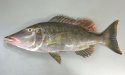 タチガミフエフキのサムネイル写真