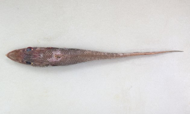 43cm TL 前後になる。吻はやや尖るが取り分け長くない。鱗は棘っぽくザラザラして触ると引っかかる。頭部と腹部は大きく尾鰭に向かって細る。頭部下面はほとんど無鱗。発光器は肛門から前方に伸びる。下顎先端に１本の髭がある。第1背鰭中央下側線までの鱗数は３〜５。