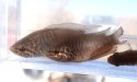 チョウセンブナのサムネイル写真