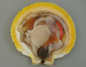 ツキヒガイの貝を開いたところ