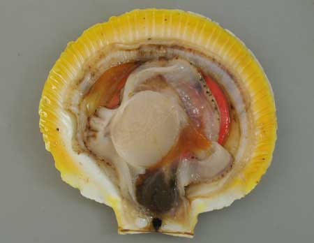 ツキヒガイの貝を開いたところ