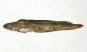 ナガガジのサムネイル写真