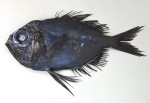 ナカムラギンメのサムネイル写真