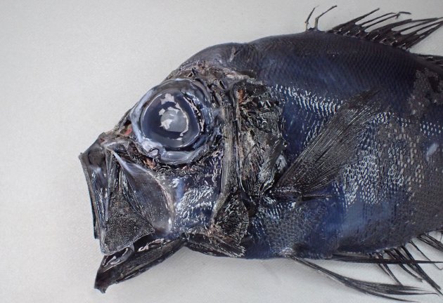 28cm SL 前後になる。全体に非常に濃い黒青色をしている。目が大きく体高が高く側へんする。側線がない。背鰭・臀鰭は軟条のみで棘がない。背鰭・臀鰭の根元に鋭く目立つ棘がある。背鰭軟条は26-30で通常27-28。歯は小さく口は大きい。［岩手県宮古沖。22cm SL］