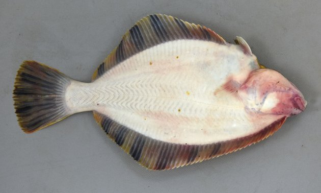 50cm SL 前後になる。ヌマガレイにとてもよく似ているが目は右側にある。体高（体の幅）は高い。鰭に黒く太い帯がある。側線は頭部近くでも比較的真っ直ぐ。尾鰭に特徴的な斑紋がある。［22cm・160g］