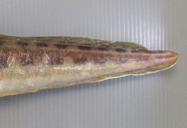 背鰭は尾鰭付近で低くなり、その部分に棘を持つ。