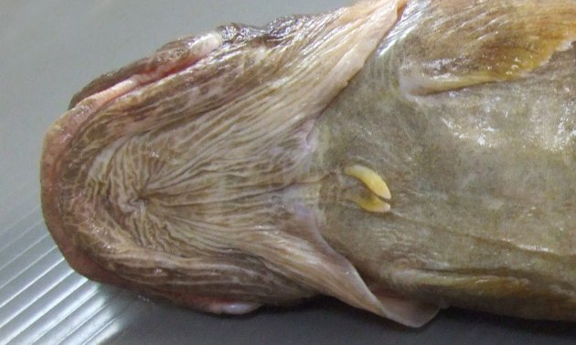 腹鰭は非常に短い。左右の鰓膜は離れている。