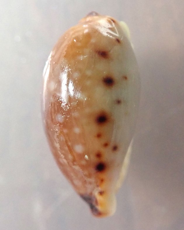 23mm SL 前後になる。表面は赤みを帯びた褐色で光沢がある。白い斑紋が貝殻に散らばっている。前後端と側面に黒い斑紋がある。［銭州産　21mm SL］