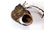 エゾタマキビのサムネイル写真