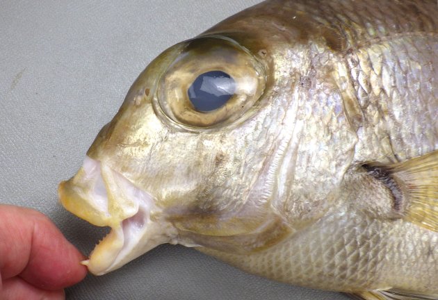 27cm SL 前後になる。目が大きく、体高が高く側へんする。体側に斜め弓なりの横縞と不定形の斑紋が交互にある。弓なりの褐色斑は背鰭から体の下部・臀鰭まで達する。胸鰭のつけ根に三日月型の黒い斑紋がある。