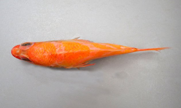 17cm SL前後になる。横から見るとアーモンド型でオレンジ色の鞍掛状の幅の広い斜め横縞が３つある。また体側中央に縦方向に一文字のオレンジ色の帯がある。［15.8cm・123g］