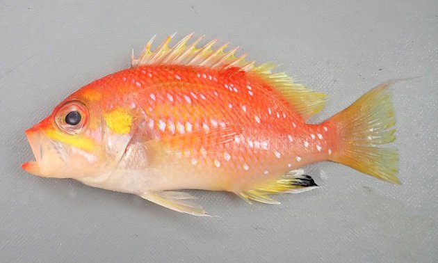 12cm SL 前後になる。左右に平たく体高が高い。尾鰭上葉が糸状に伸びる。体側に真珠色の花びらを思わせる白い斑紋があり、尾鰭に明瞭な黒い斑紋がある。［12cm SL ・50g］