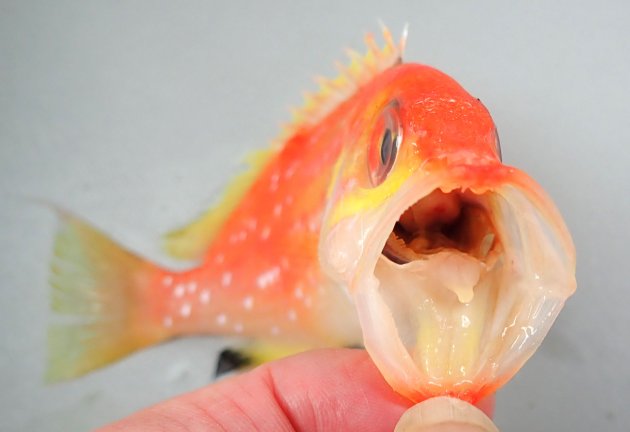 12cm SL 前後になる。左右に平たく体高が高い。尾鰭上葉が糸状に伸びる。体側に真珠色の花びらを思わせる白い斑紋があり、尾鰭に明瞭な黒い斑紋がある。［12cm SL ・50g］