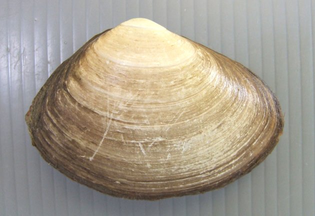 10cm SL 前後になる。膨らみはやや強い。殻皮は薄い褐色で貝殻は薄いクリーム色をしている。殻頂はやや後ろに偏っている。［福島県相馬市原釜産］