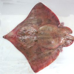 テングカスベ | 魚類 | 市場魚貝類図鑑