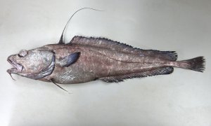 キタノクロダラのサムネイル写真