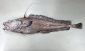 キタノクロダラのサムネイル写真