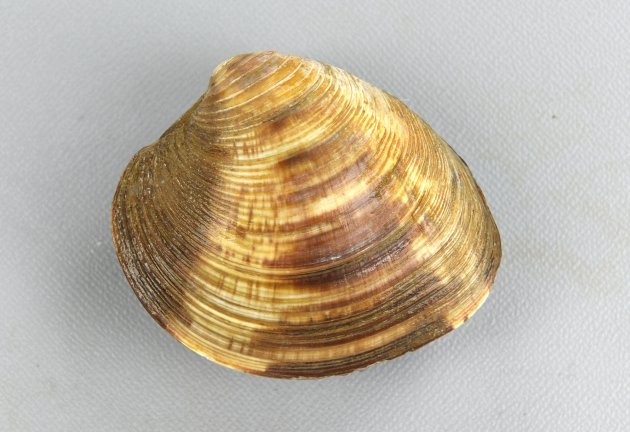 13cm SL 前後になる。貝殻は厚みがあり、亜三角形でボールのように丸味がある。殻頂は前傾して、前方に寄っている。貝殻の中央部分は平滑で、殻頂附近・前後では板状に立った輪肋が目立つ。小月面は細い溝で貝殻と明瞭に区画され、ハート型をしている。［台湾高雄］