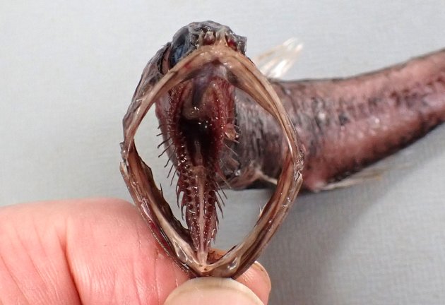13cm SL 前後になる。全体に黒く、櫛鱗に覆われ、細長くやや側へんする。口が非常に大きい。［神奈川県二宮沖　12cm SL・16g］