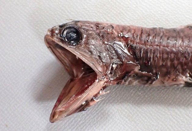 13cm SL 前後になる。全体に黒く、櫛鱗に覆われ、細長くやや側へんする。口が非常に大きい。［神奈川県二宮沖　12cm SL・16g］