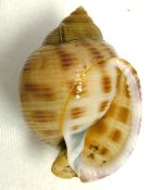ウラシマガイのサムネイル写真